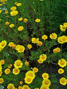 Anthemis tinctoria 001.JPG