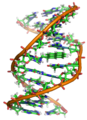 Image 8A covalent adduct between the metabolite of benzo[a]pyrene, the major mutagen in tobacco smoke, and DNA (from Mutation)