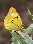 Sydlig høsommerfugl - Colias alfacariensis