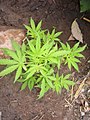 Planta Cannabis sativa