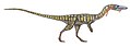 Coelophysis triasový teropod