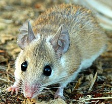 Common spiny mouse cropped.jpg