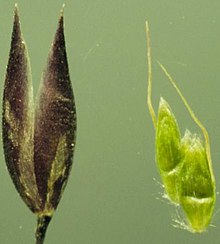 Deschampsia atropurpurea.jpg