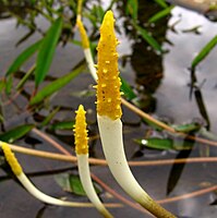 Vodoklas vodní (Orontium aquaticum); podčeleď Orontioideae