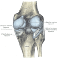 Capsula articulației genunchiului drept (distens), aspect posterior