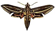 Hippotion osiris, a likely pollinator of Cyrtorchis okuensis[16]