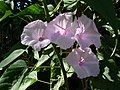 Braziliyadagi Ipomoea carnea