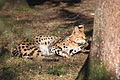 Leptailurus serval