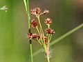 Nurmipiippo (Luzula multiflora)