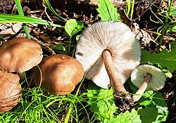 Põdranapsik Pluteus cervinus