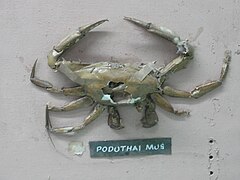 Podophthalmus vigil