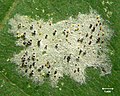 Sur une feuille, les masses colorées parmi le mycélium blanc représentent les cleistothèces de Sawadaea tulasnei (en), la pourriture blanche de l'érable plane (vue à l'œil).