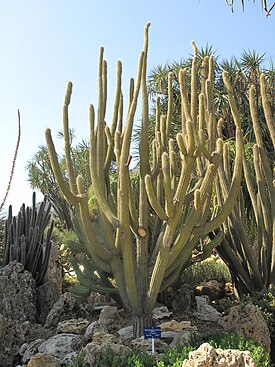 Weberbauerocereus longicomus