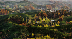 Xinyang tea farmland.png