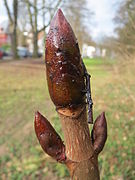 Bourgeon apical feuille-fleur et bourgeons axillaires feuilles, stade hivernal.