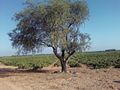 Amendoeira e vinha em "El pilón"