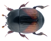 Atholus bimaculatus