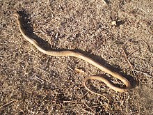 BrownSnake Australia.jpg