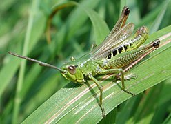 Pseudochorthippus parallelus - mâle.