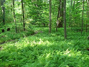 Fern bed under a forest canopy, Virginia