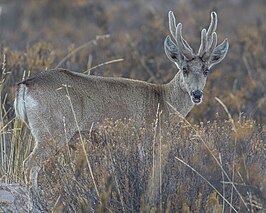 Peruviaanse huemul