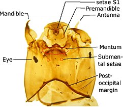 Orthocladiinae head