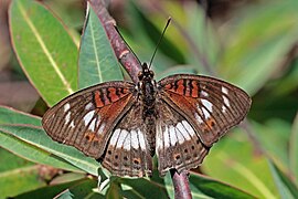 J. s. infracta, male white form Harenna Forest, Ethiopia