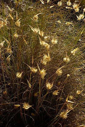 Espartoheinä (Lygeum spartum)