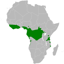 carte de répartition de Macrosphenus