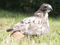 Bird in Monroe, CT