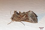 Autographa gamma – seitlich