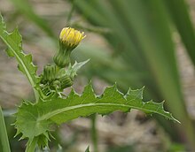 Sonchus asper 2 RF.jpg