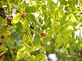 Ziziphus jujuba foliage