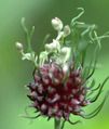 Wild garlic (Allium vineale) bulbils sprouting