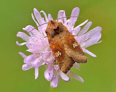 Amphipoea oculea