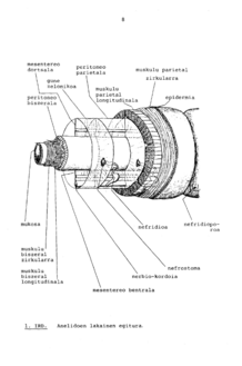 (UEU, 1982)[12]