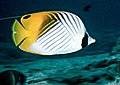 Threadfin butterflyfish Chaetodon (Rabdophorus) auriga