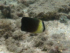 Chaetodon blackburnii