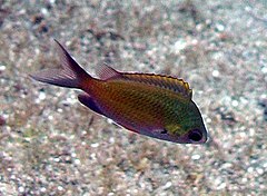 Description de l'image Chromis_ovalis_by_NPS.jpg.