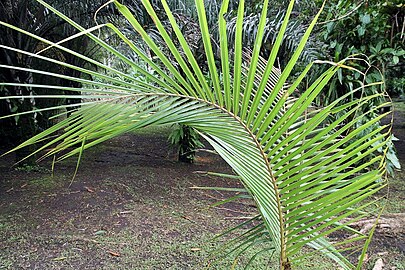 Daun pelepah pokok kelapa muda.