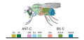 Image 25Expression of homeobox (Hox) genes in the fruit fly (from Evolutionary developmental biology)