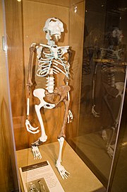 Skeleton in a display case