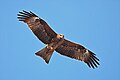 Steppe eagle