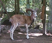 Brown bovid