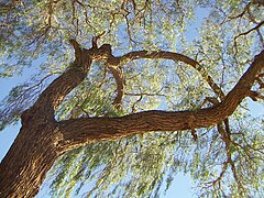 Description de l'image Prosopis tamarugo.jpg.