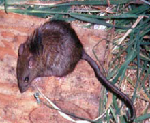 Rat polynésien, Rattus exulans