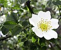 Cvet navadnega gloga (Crataegus oxyacantha)