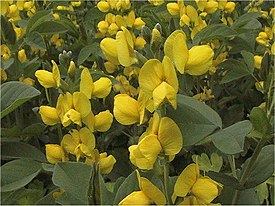 Thermopsis lupinoides