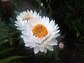 Bunga Xerochrysum bracteatum warna putih di Taman Kew, London