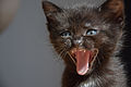 Joyeeeeux miaouversaaaaiiireuh ! __ Un chaton masqué